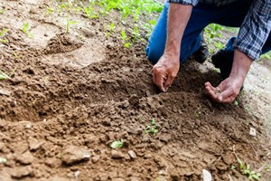 Easy_Flowers_to_Grow_Outdoors_in_the_Summer